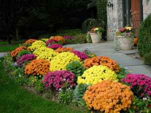 Colorful mums